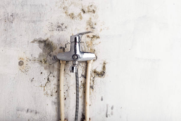 Best Mold Removal Company Near Me  in Valley Falls, KS
