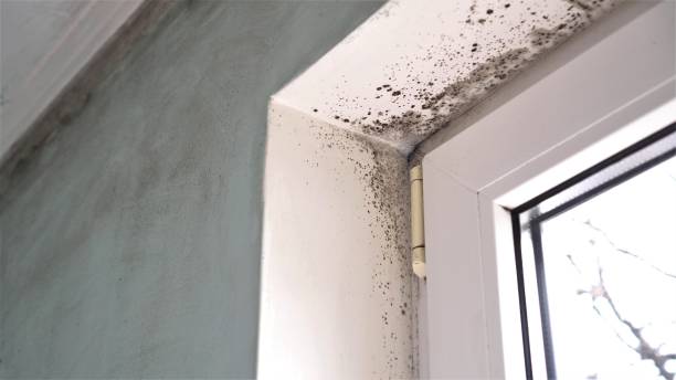 Best Crawl Space Mold Removal  in Valley Falls, KS
