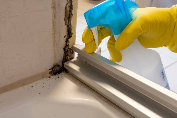 Best Home Mold Removal  in Valley Falls, KS