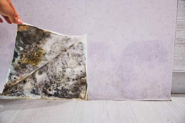 Best Fast Mold Removal  in Valley Falls, KS